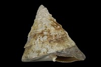 藏品(銀塔鐘螺)的圖片